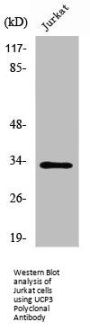 UCP3 Antibody