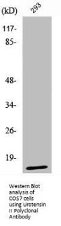 UTS2 Antibody