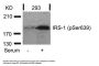 Phospho-IRS1 (Ser639) Antibody