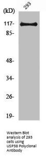 USP38 Antibody