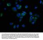CACNA1A Antibody