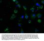 CACNA1B Antibody