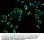CACNA1H Antibody