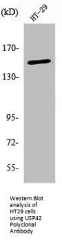 USP42 Antibody