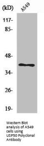 USP50 Antibody