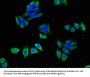 CACNB4 Antibody