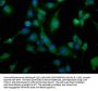 CALB1 Antibody