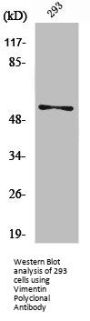 VIM Antibody
