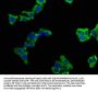 CAMK2N1 Antibody