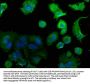 CAMK2N2 Antibody