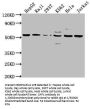CAP1 Antibody
