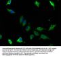 CAP1 Antibody