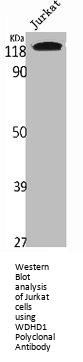 WDHD1 Antibody
