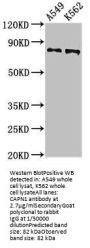 CAPN1 Antibody