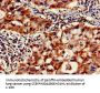 CAPN1 Antibody
