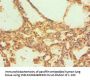 CAPN1 Antibody