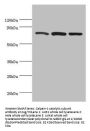 CAPN1 Antibody