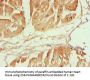 CAPN1 Antibody