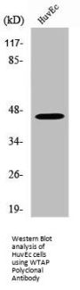WTAP Antibody
