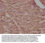 CARD18 Antibody