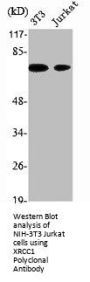 XRCC1 Antibody