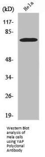YAP1 Antibody