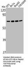 YAP1 Antibody