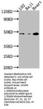 CASP9 Antibody