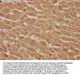 CASP9 Antibody