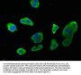 CASP9 Antibody