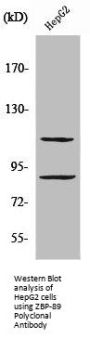 ZNF148 Antibody