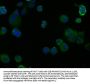 CAV1 Antibody