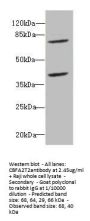 CBFA2T2 Antibody