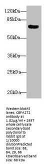 CBFA2T2 Antibody