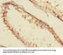 CBFA2T2 Antibody