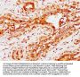 CBX4 Antibody