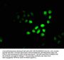 CBX4 Antibody