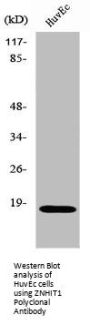 ZNHIT1 Antibody