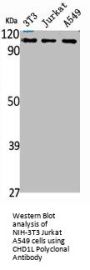 CHD1L Antibody