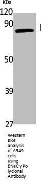 SCNN1G Antibody
