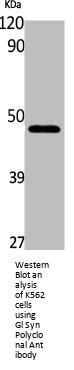 GLUL Antibody