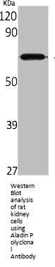 AAAS Antibody