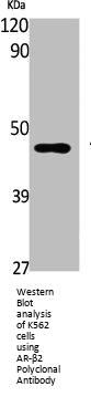 ADRB2 Antibody