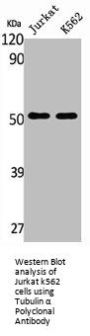 TUBA1A/TUBA1B Antibody