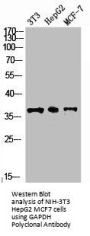 GAPDH Antibody