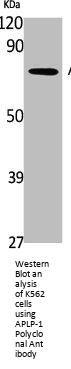 APLP-1 Polyclonal Antibody