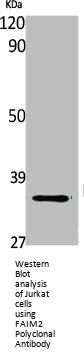 FAIM2 Antibody