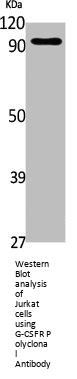 G-CSFR Polyclonal Antibody