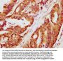 DEUP1 Antibody