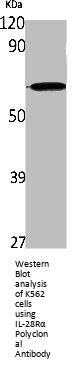 IFNLR1 Antibody